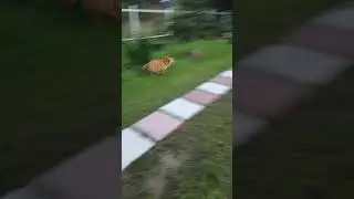 Предпрогулочный забег #orangedog