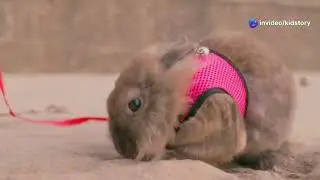 🎇 The Happy Rabbit's Dreamy Adventure &ndash; A Whimsical Journey of Joy! 🎇