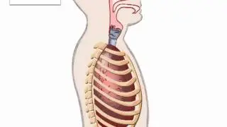 Biologie voor Jou - Borstademhaling