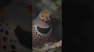 New Mexicos biggest woodpecker!