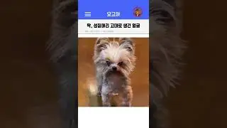 😤관상이 말해준다😤 생긴 대로 사는 강아지. 성질 보소ㅋㅋㅋ 😂