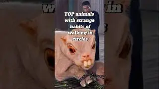 Top animals with strange habits of walking in circles #animals #shorts