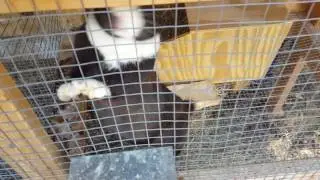 Rabbitry update