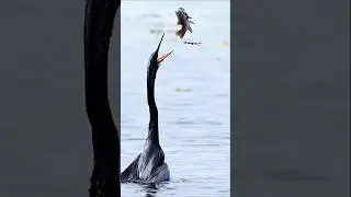 The Oriental Darter is very dangerous hunter | short video | Universe and Nature