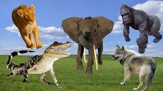 Animal Sounds - Alligator, Lion, Buffalo, Rhino, Capuchin - Part 1 | PetnWild Animals