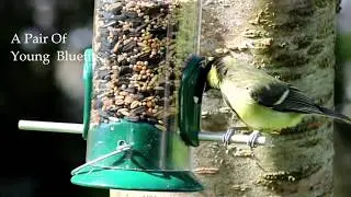 2 young Blue Tits feeding - Garden birds in Ireland and UK - Bird videos for cats