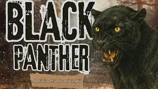 The Infamous Black Panther That 