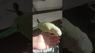 parrot talking 🦜 l Green parrot #shortsfeed #shortvideo #shorts #parrot #parrottalking #birds