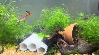 Over feeding Redtail Shark & Rainbow Shark Goldfish flakes & Cichlid pellets daily 