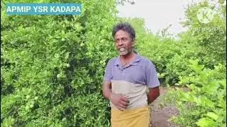 Acid lime crop cultivation with micro irrigation drip system 