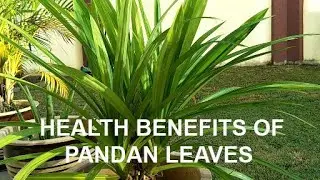 HEALTH BENEFITS OF PANDAN LEAVES