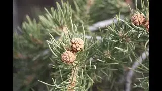 Garden Answer: Pinus Monophylla   Single Leaf Pinyon Pine