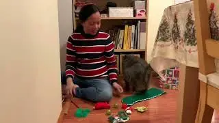 Funny Adorable Kitty | Opening Christmas present | Being left alone for a week while we are in Cuba