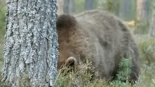 Bj&ouml;rnar. 45 min.