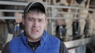 Dairy Global Experts  - Ваш надежный поставщик племенного КРС