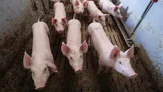 PLODOVI ZEMLJE, 3. travnja 2022.