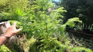 Exotic China fir tree looks similar to a Monkey Puzzle tree