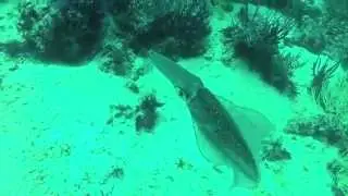 Flashing / Glowing squid