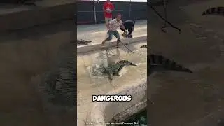 Dangerous Crocodile Rescue Mission 🐊🌊