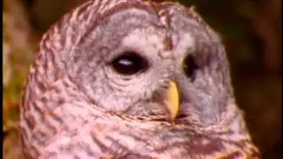 FREE FOOTAGE - Owl Close Up