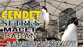 SIMULASI LOMBA CENDET