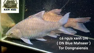 C&aacute; ngựa xanh DN ( DN Blue Mahseer ). Tor Dongnaiensis. Ken Nhi Shop.