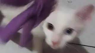 LET'S WATCH MY LOVING CAT #TRENDING #LOVINGCAT #ASMR #VIRAL