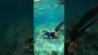 Diving into Wonder: The Great Barrier Reef Experience #shorts