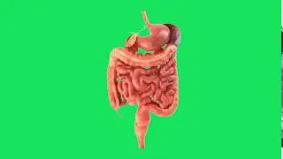 Digestion system green screen