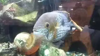 Green Terrors Pre-Breeding Behaviour
