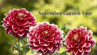 November Garden Tour: Join me as I Preserve last harvest of the season