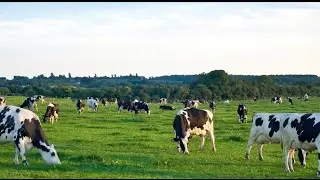 Chorva Fayz efirda! Jonli efir 🔴 Buvayda Yangi partiya chorniy pyostra g&lsquo;unajinlar Jamol fermer