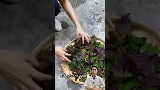 T&iacute;a t&ocirc; giải cảm nhanh, kh&ocirc;ng n&ecirc;n lạm dụng#tiato #giaicam #luuykisd #duoclieuthiennhien #duocsihung