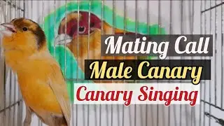 Powerful MATING CALL Male Canary Singing - effective for enhancing females to build nests