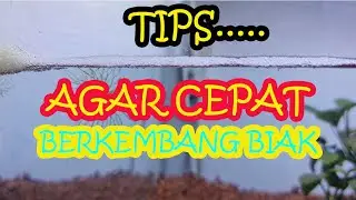 BUDIDAYA IKAN SEPAT