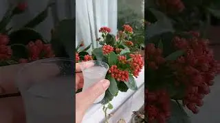 Kalanşolar &Ccedil;ıldırdı Toprağa Bunu D&ouml;k&uuml;n