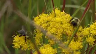 Bumble Bee on Stiff Goldenrod