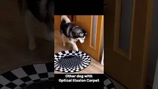 See my dog first reaction to 3D Rug! 🫣🫢#dog #dogs #shihtzu #dogshorts #funnydogs #foryou #lol