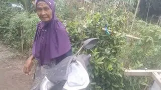 Bikin sedih😥 ikan di tukar dengan beras‼️