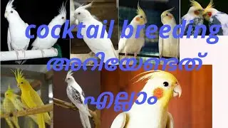 cockatiel breeding tips malayalam How to breed cockatiel bird Malayalam,കോക്കടയിൽബ്രീഡിങ് അറിയേണ്ടത്
