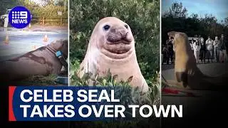 Celebrity seal causes havoc in Aussie town | 9 News Australia