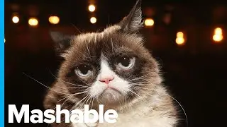 Grumpy Cat, the Viral Internet Sensation, is Dead at 7