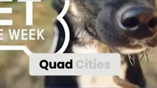 Aragorn, male cat seeking forever home: Pet of the Week - Jan. 26, 2026
