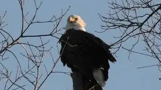 The female Eagle  of Centerport recorded with my 32X zoom video camera