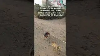Fr&uuml;hst&uuml;ck f&uuml;r die Minihunde im Camper in Spanien, das gibt's bei uns #vlog #hunde #fun #camper #dog