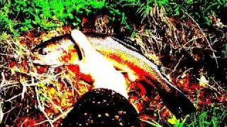 Fly-fishing western PA