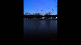 Green laser clearing a lake full of geese