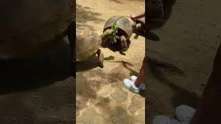 GIANT TORTOISE at La Vanille Nature Park , Mauritius  #cruiseship #travel