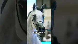 The Soul Of The Desert, The Arabian Horse #horse #facts #horsetrack #equestrianjourney #animals