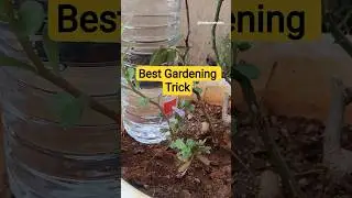 Homemade Drip Irrigation Trick | Automatic Plant Watering System #howto #gardeningtips #tips #tricks